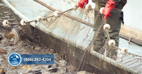south carolina commercial saltwater fishing license|Options for South Carolina Commercial Fishing Licenses.